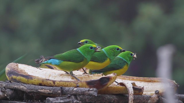 Blue-naped Chlorophonia - ML257403751