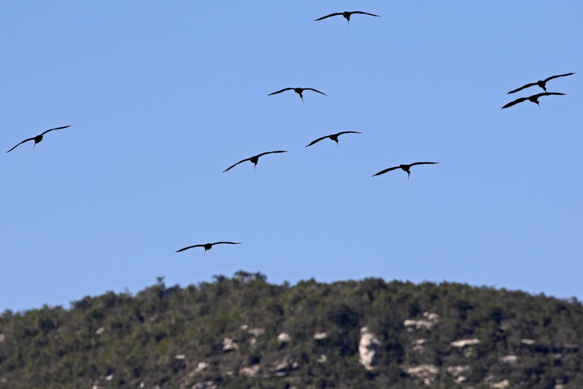 Bare-faced Ibis - ML257404891