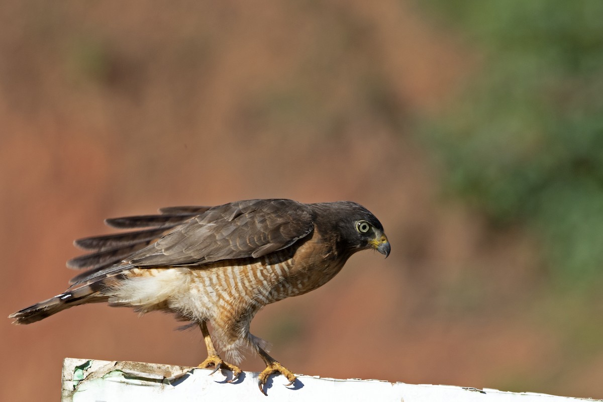 Roadside Hawk - ML257405011