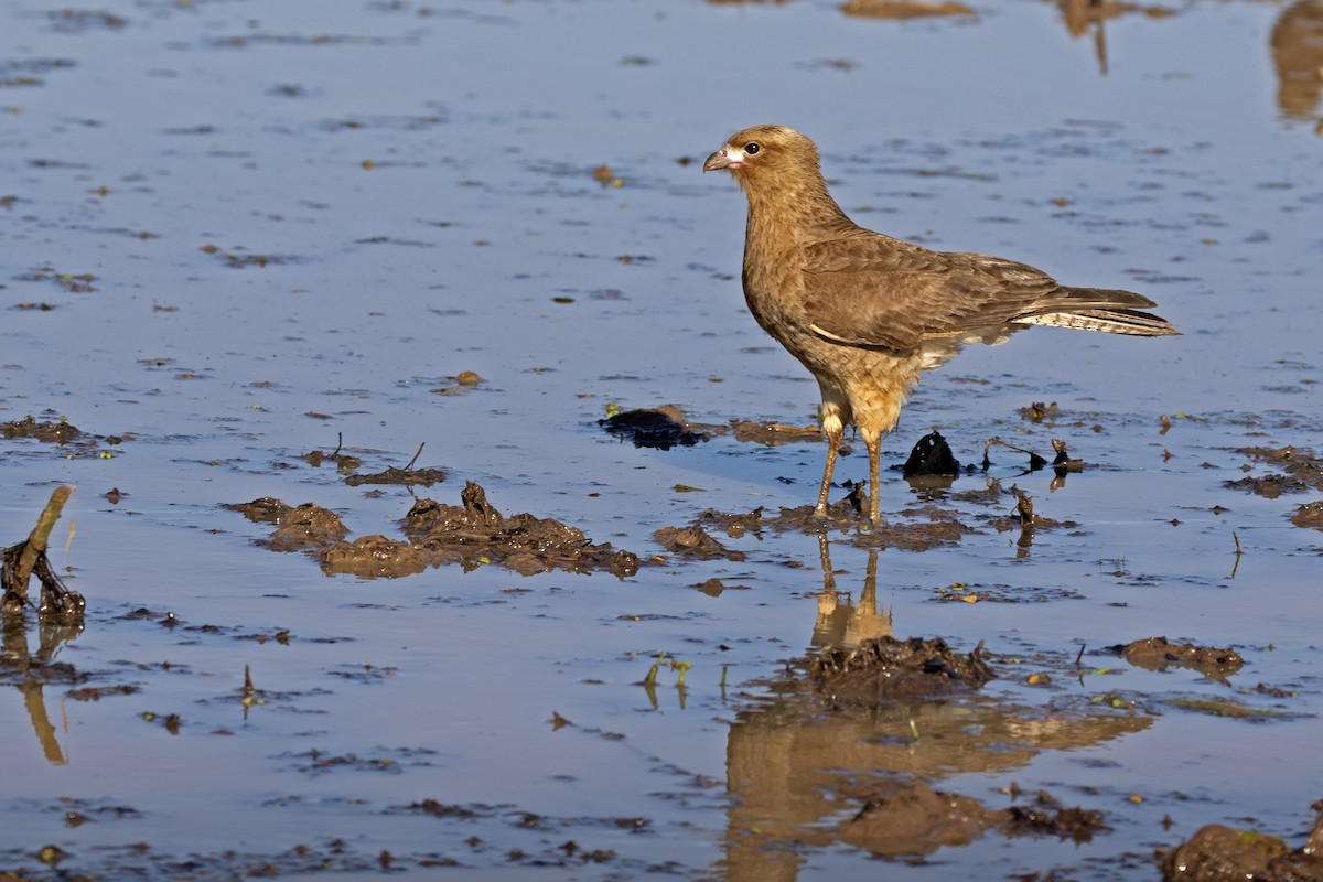 Chimango Caracara - ML257405241