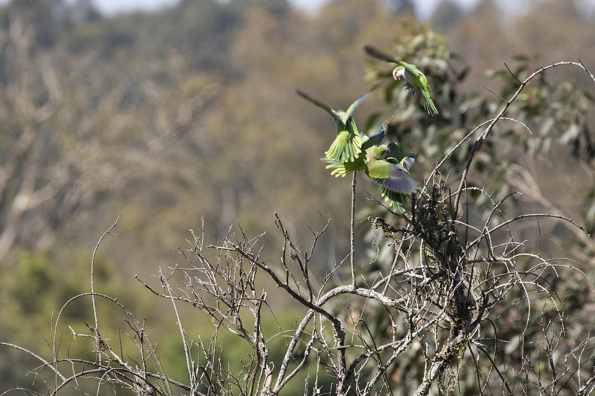 Monk Parakeet - ML257405681