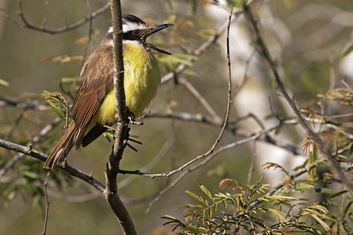 Great Kiskadee - ML257405941