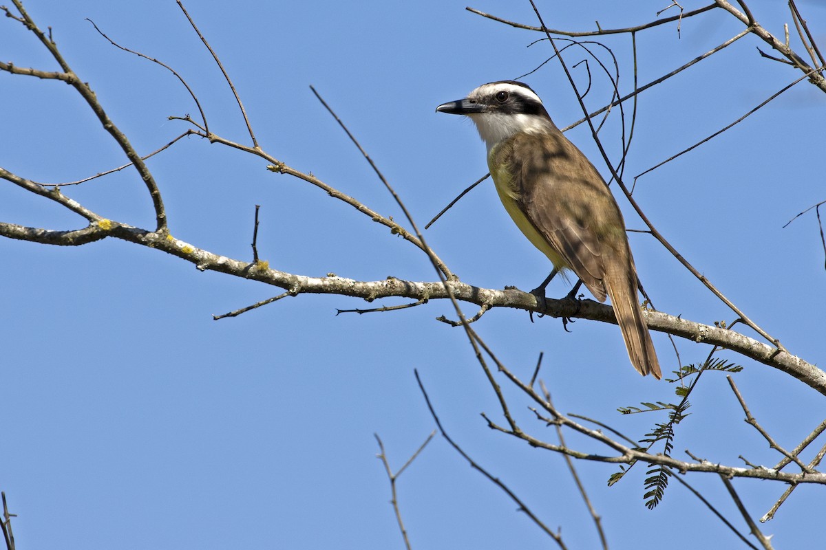 Great Kiskadee - ML257405961