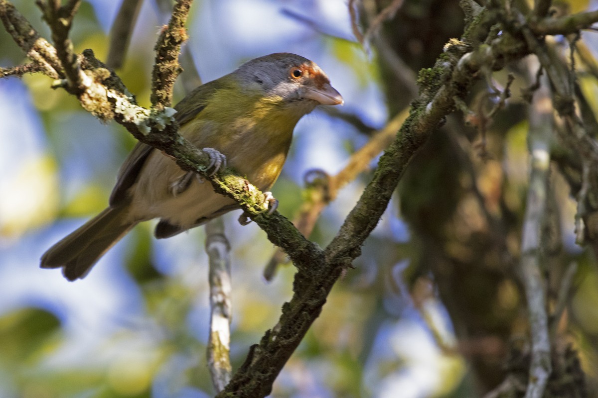 Rufous-browed Peppershrike - ML257406131