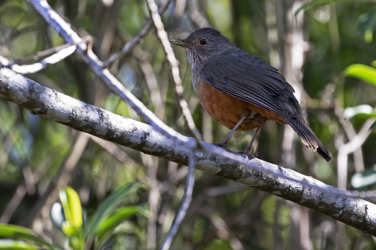 Rufous-bellied Thrush - ML257406311