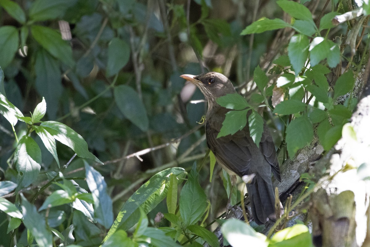 Creamy-bellied Thrush - ML257406541