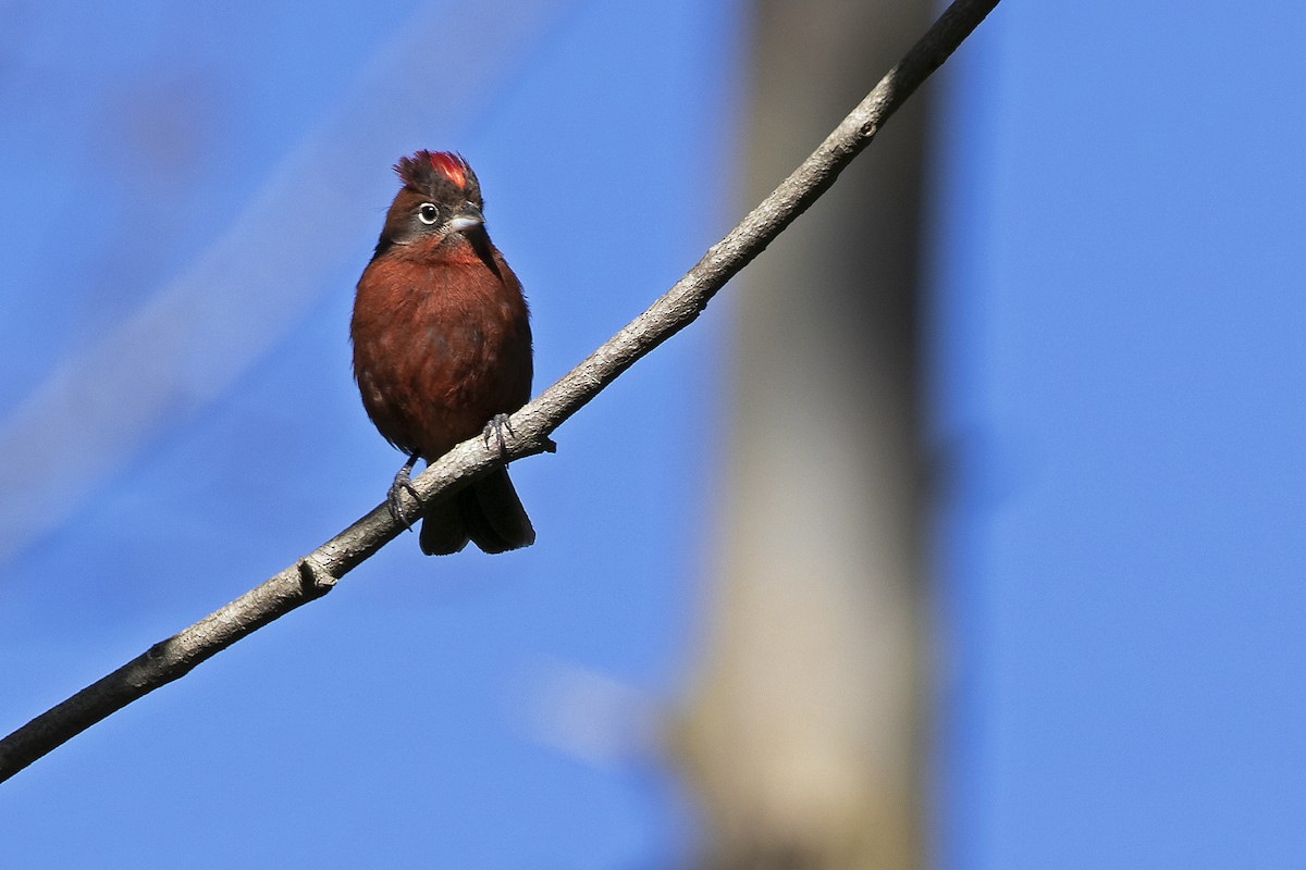 Red-crested Finch - ML257406691
