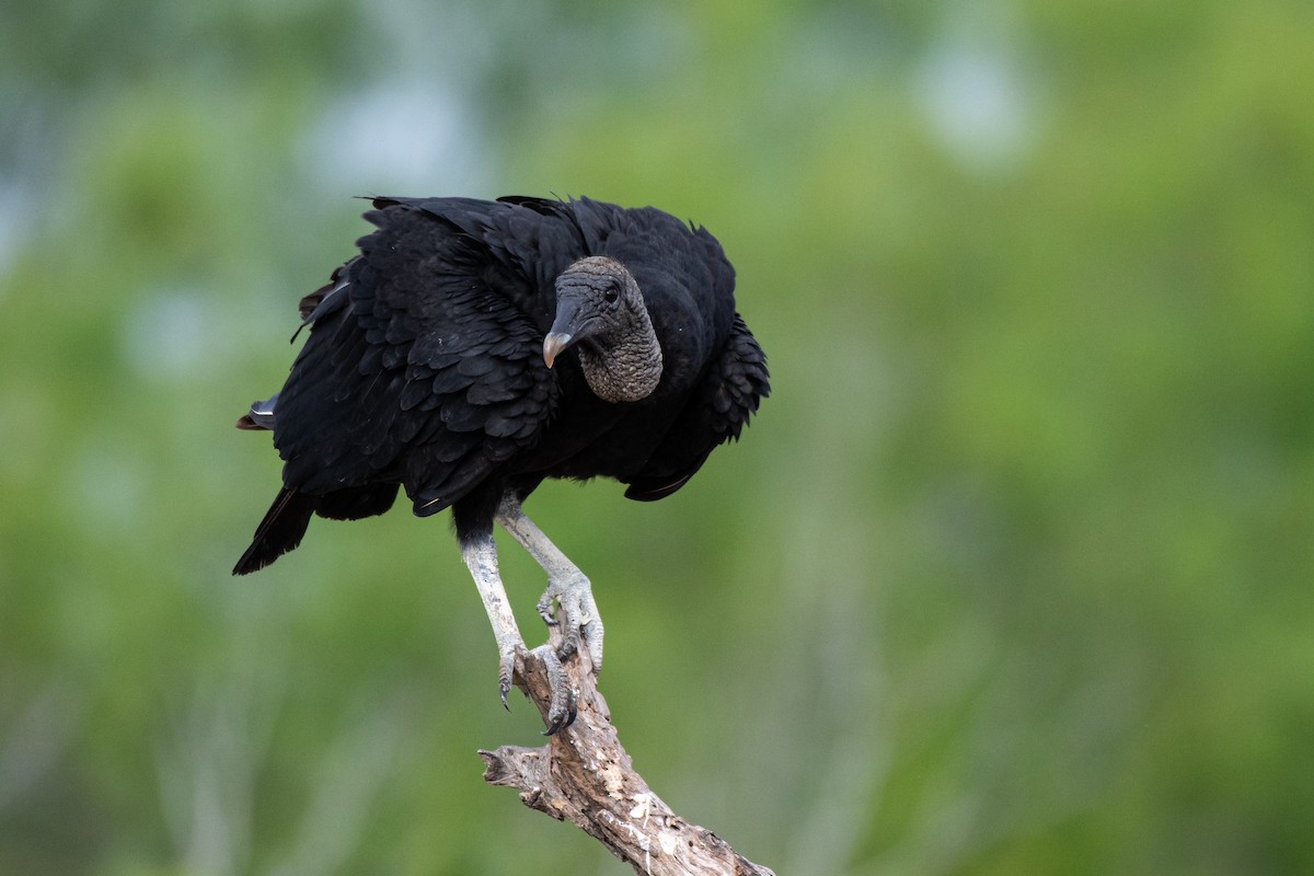 Black Vulture - ML257406881