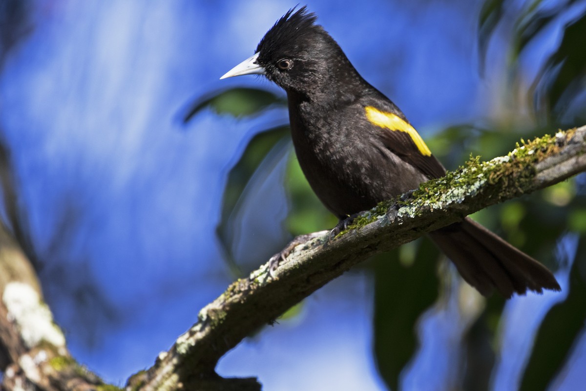 Golden-winged Cacique - ML257406951