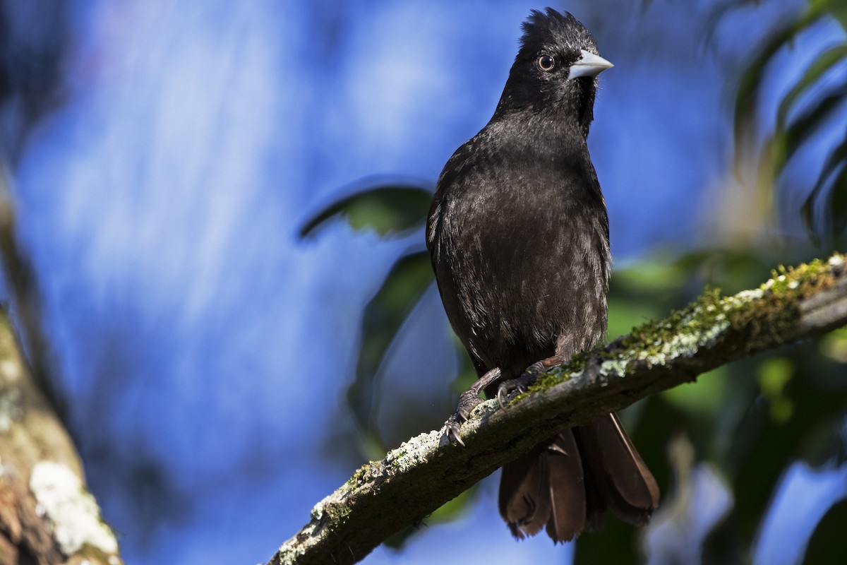 Golden-winged Cacique - ML257406971