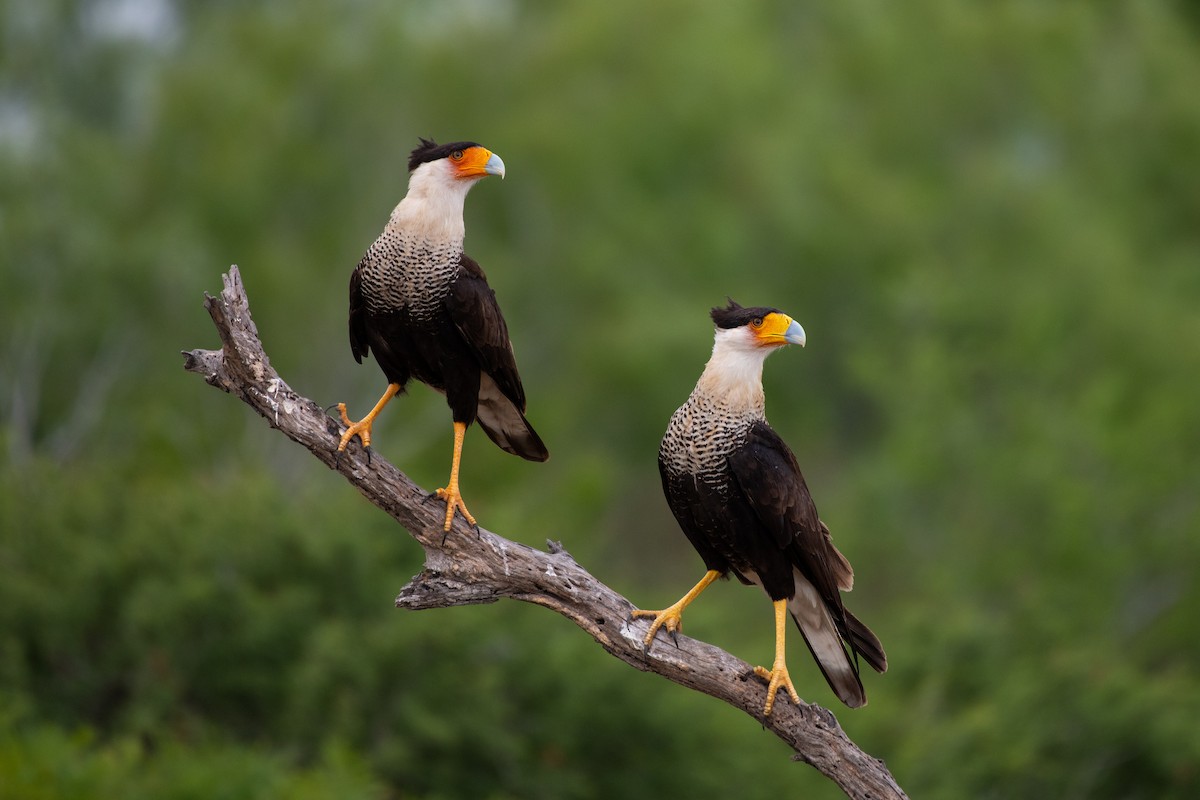 Crested Caracara (Northern) - Suzie McCann