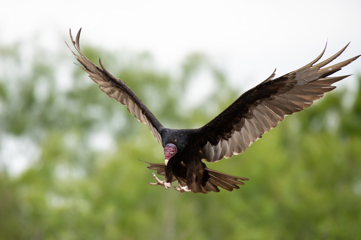 Turkey Vulture - ML257407011