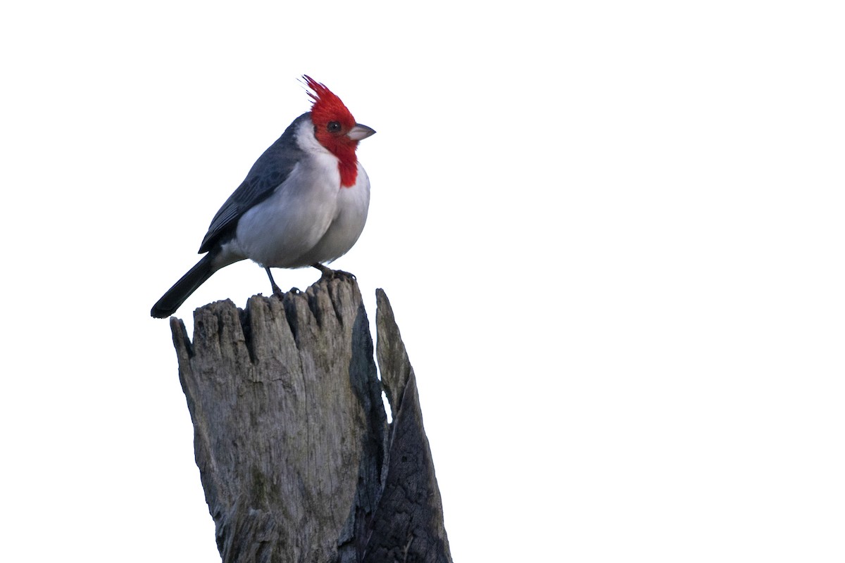 Red-crested Cardinal - ML257407051