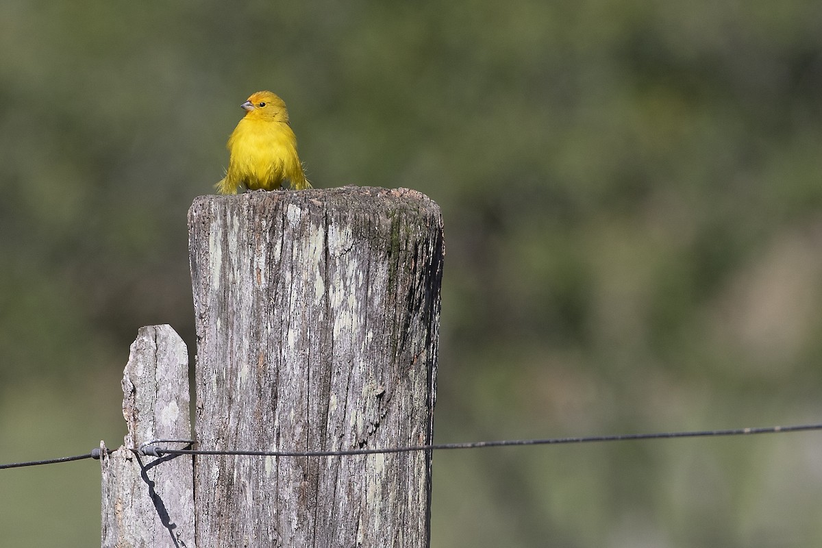 Saffron Finch - ML257407081