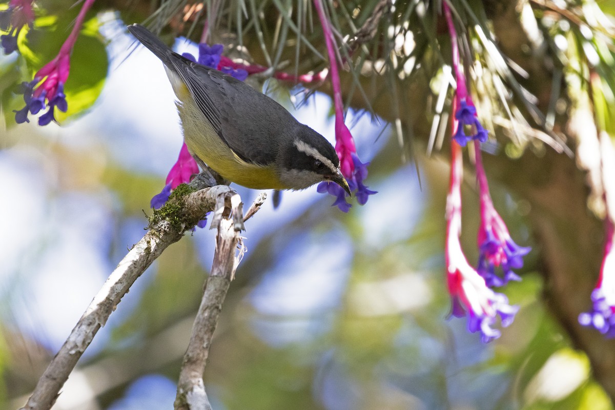 Bananaquit - ML257407391