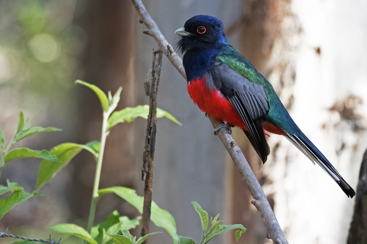 Surucua Trogon - ML257407651