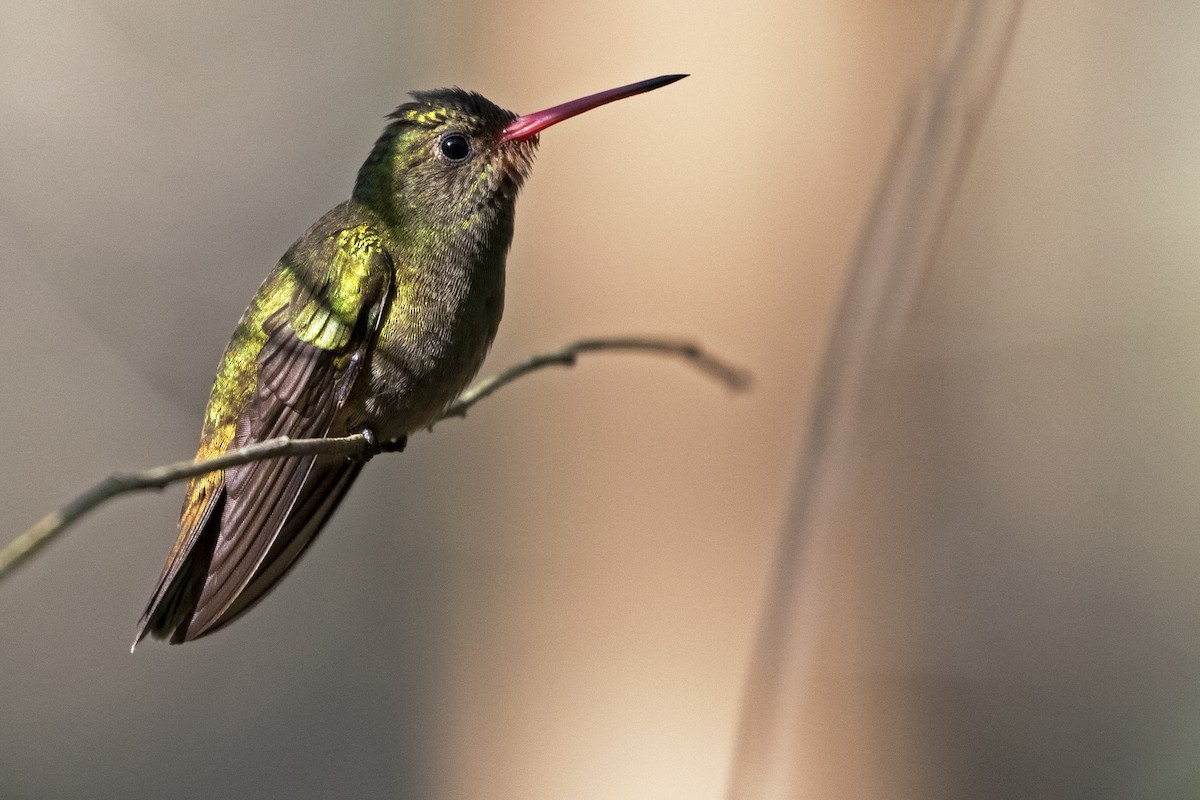 Gilded Hummingbird - ML257408021