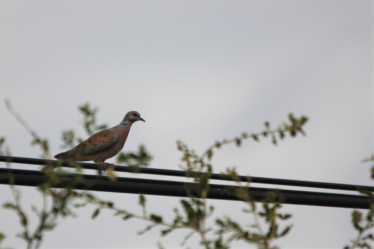 European Turtle-Dove - ML257409891