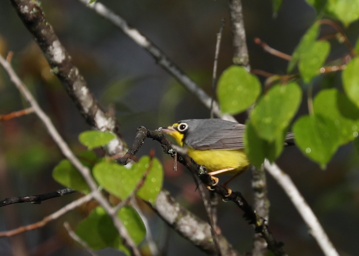 Canada Warbler - ML257411371