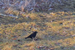 Rusty Blackbird - ML25741171