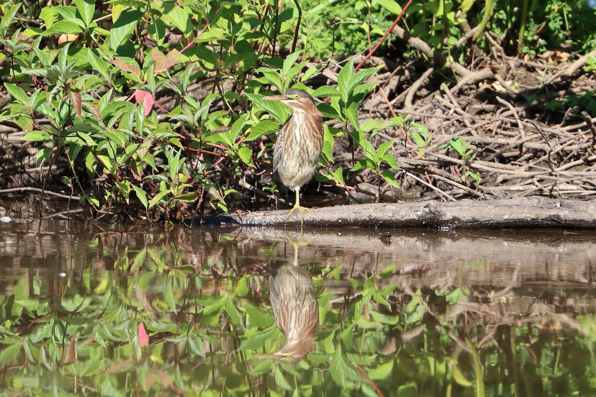 Green Heron - ML257412301