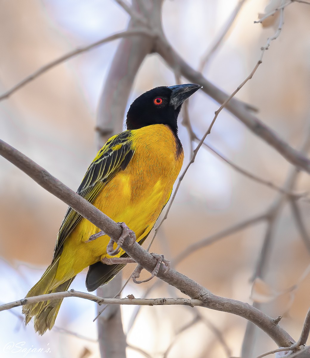 Golden-backed Weaver - ML257412471