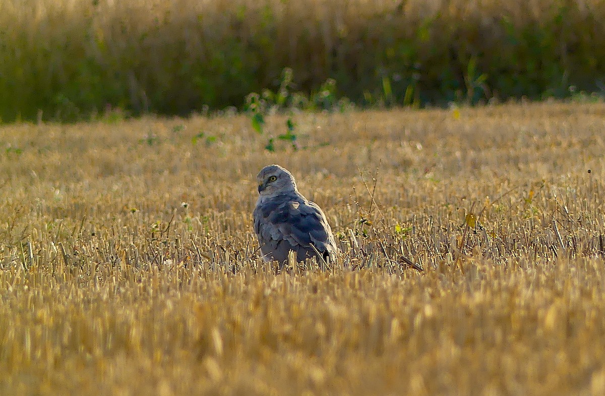 Pallid Harrier - Baltasar Pinheiro