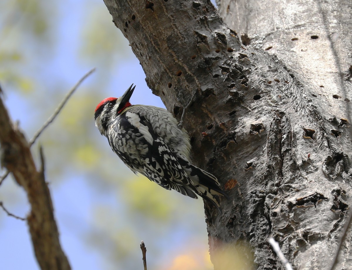 Yellow-bellied Sapsucker - ML257413921