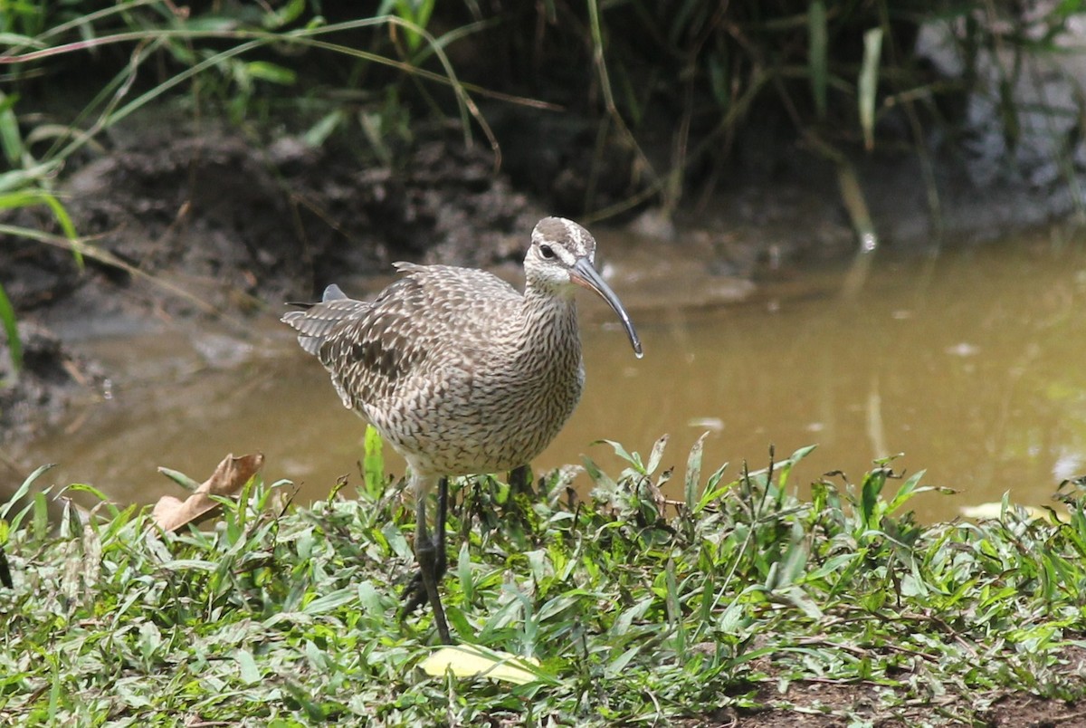 Whimbrel - Margaret Viens