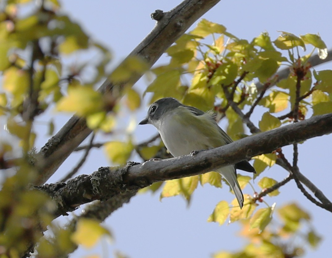 Blue-headed Vireo - ML257414131