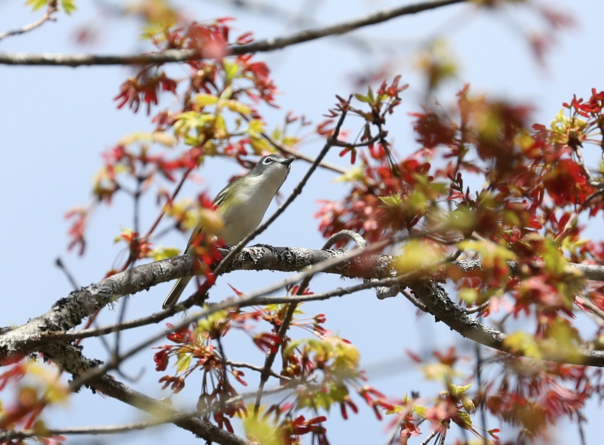 Blue-headed Vireo - ML257414141