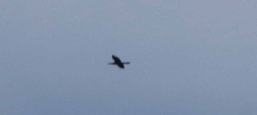 Anhinga - ML257414651