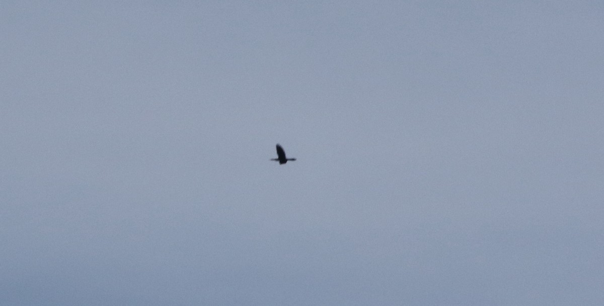Anhinga - ML257414681