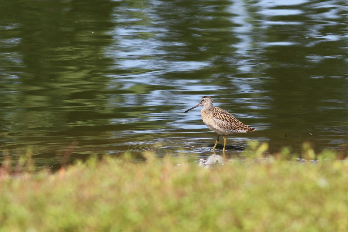 Short-billed Dowitcher - ML257415471