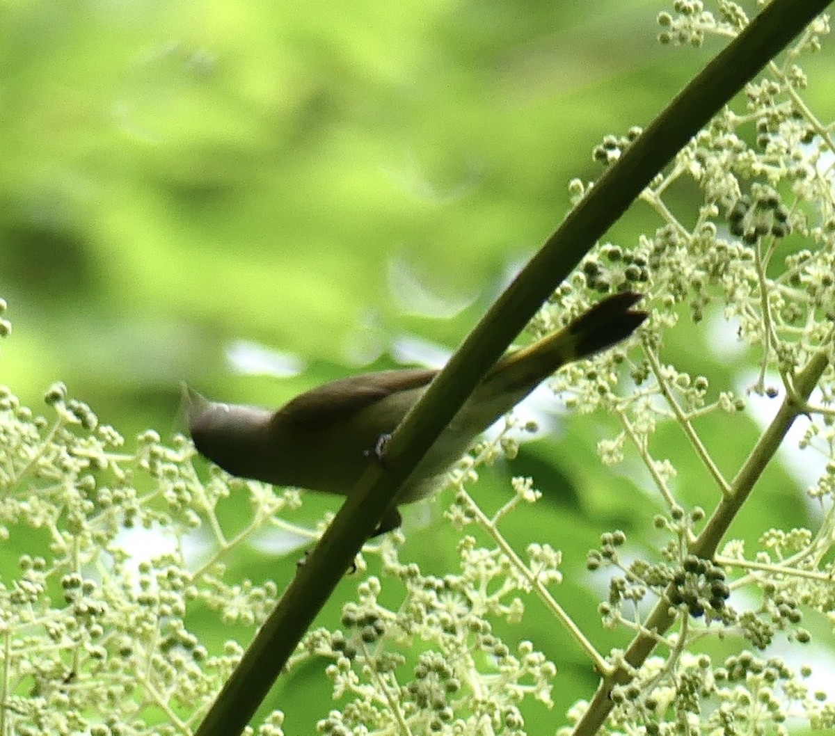 American Redstart - Russell Taylor