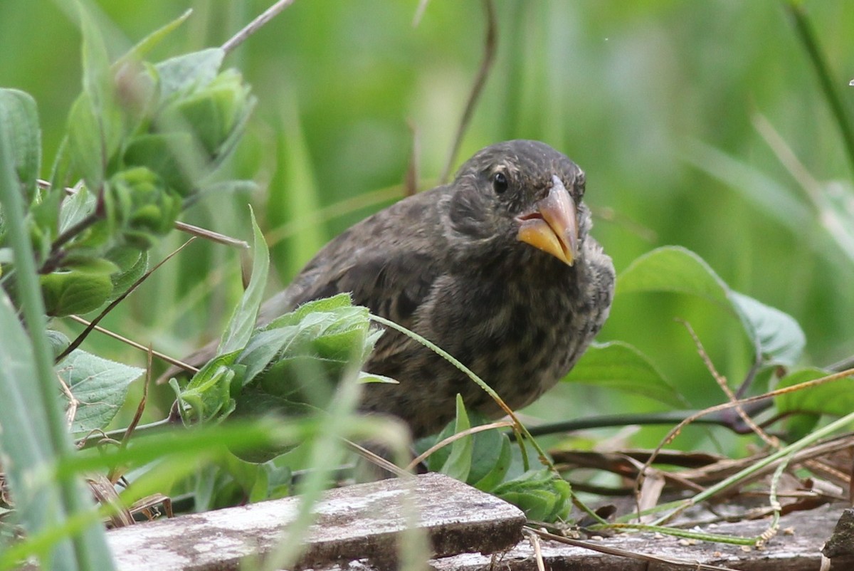 Common Cactus-Finch - ML25741661