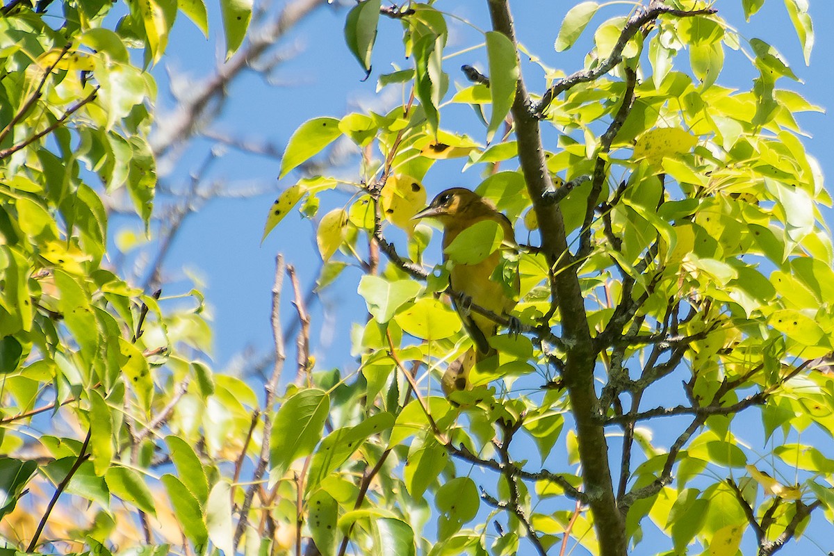 Baltimore Oriole - Gerardo Serra