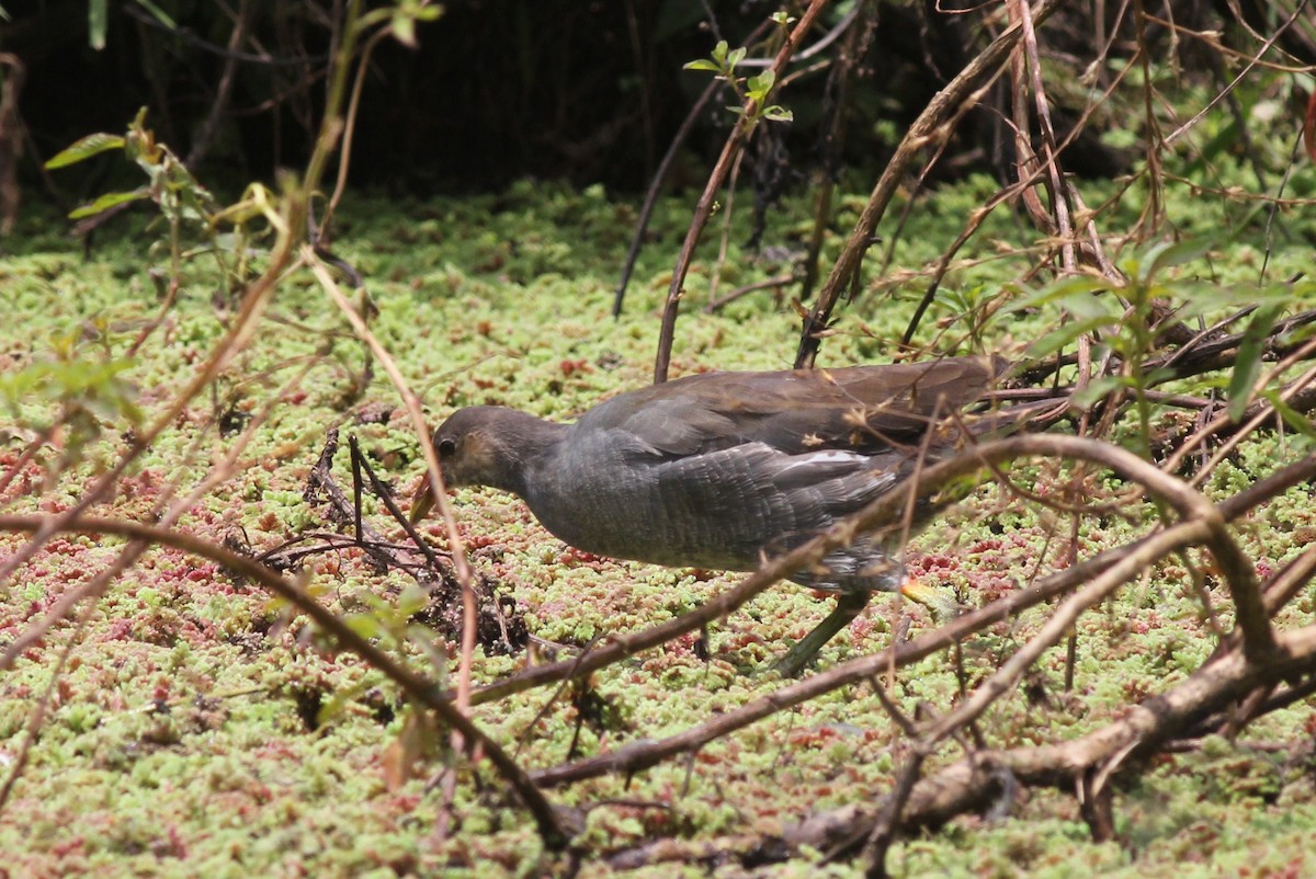 Common Gallinule - ML25741731