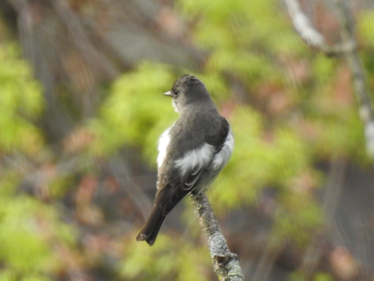 Olive-sided Flycatcher - ML257417651