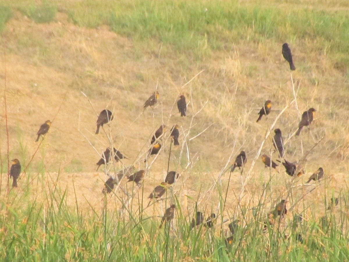 Yellow-headed Blackbird - ML257418371