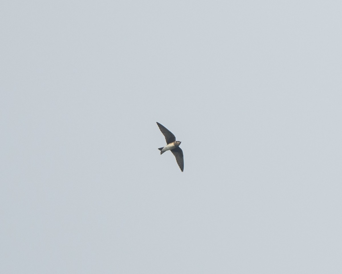 Golondrina Purpúrea - ML257418881