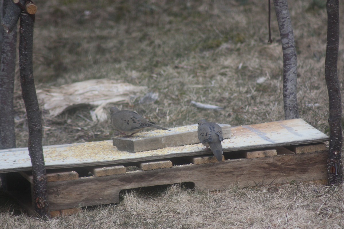 Mourning Dove - Anonymous