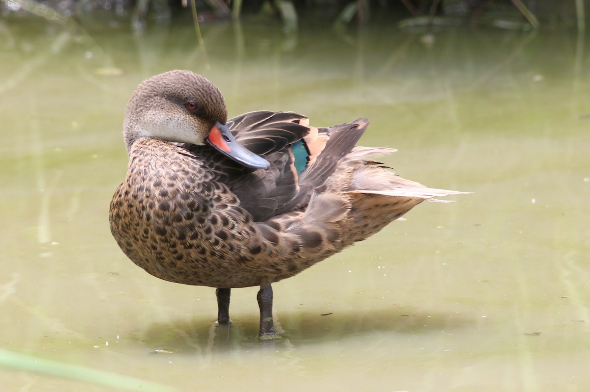 White-cheeked Pintail (Galapagos) - ML25741931