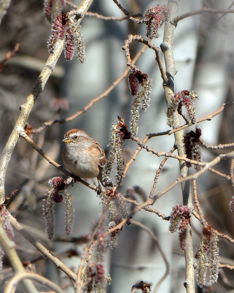 American Tree Sparrow - ML25742001