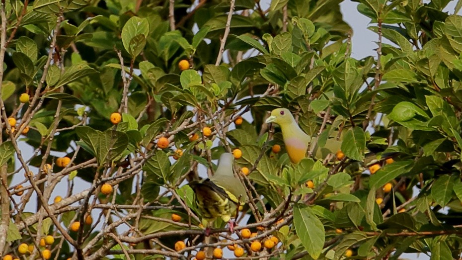 Orange-breasted Green-Pigeon - Sethu lal