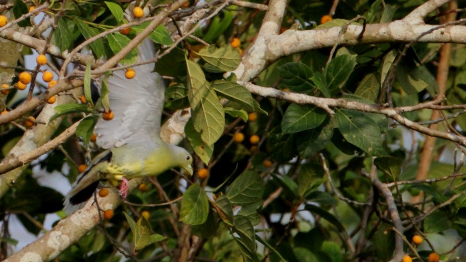 Orange-breasted Green-Pigeon - Sethu lal