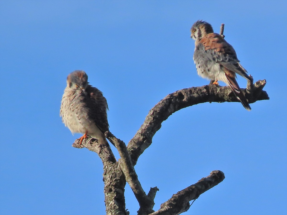 American Kestrel - ML257422311