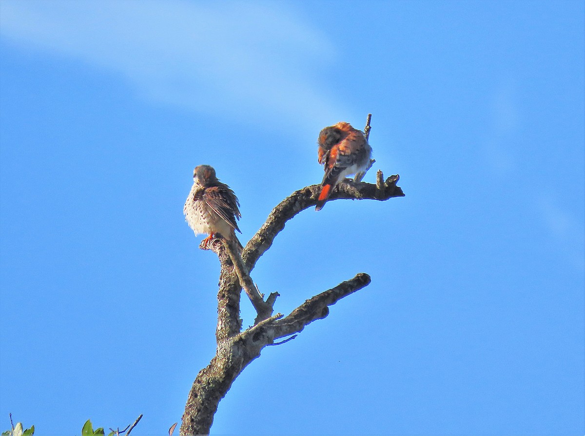 American Kestrel - ML257422321