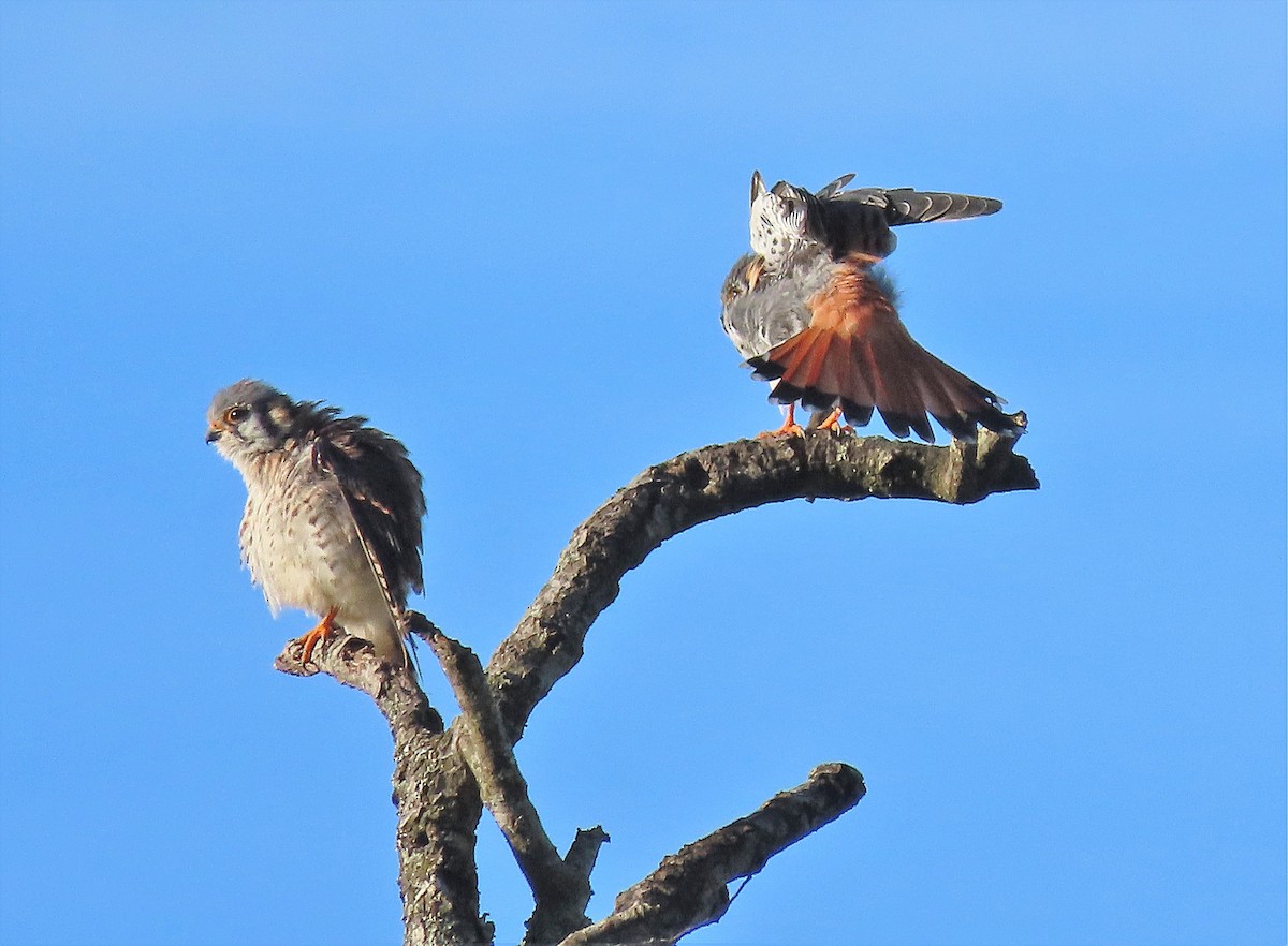 American Kestrel - ML257422341