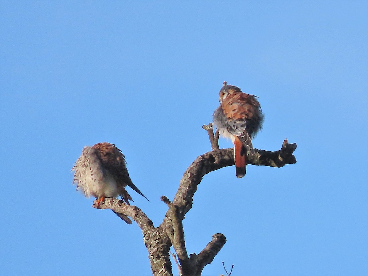 American Kestrel - Alfonso Auerbach